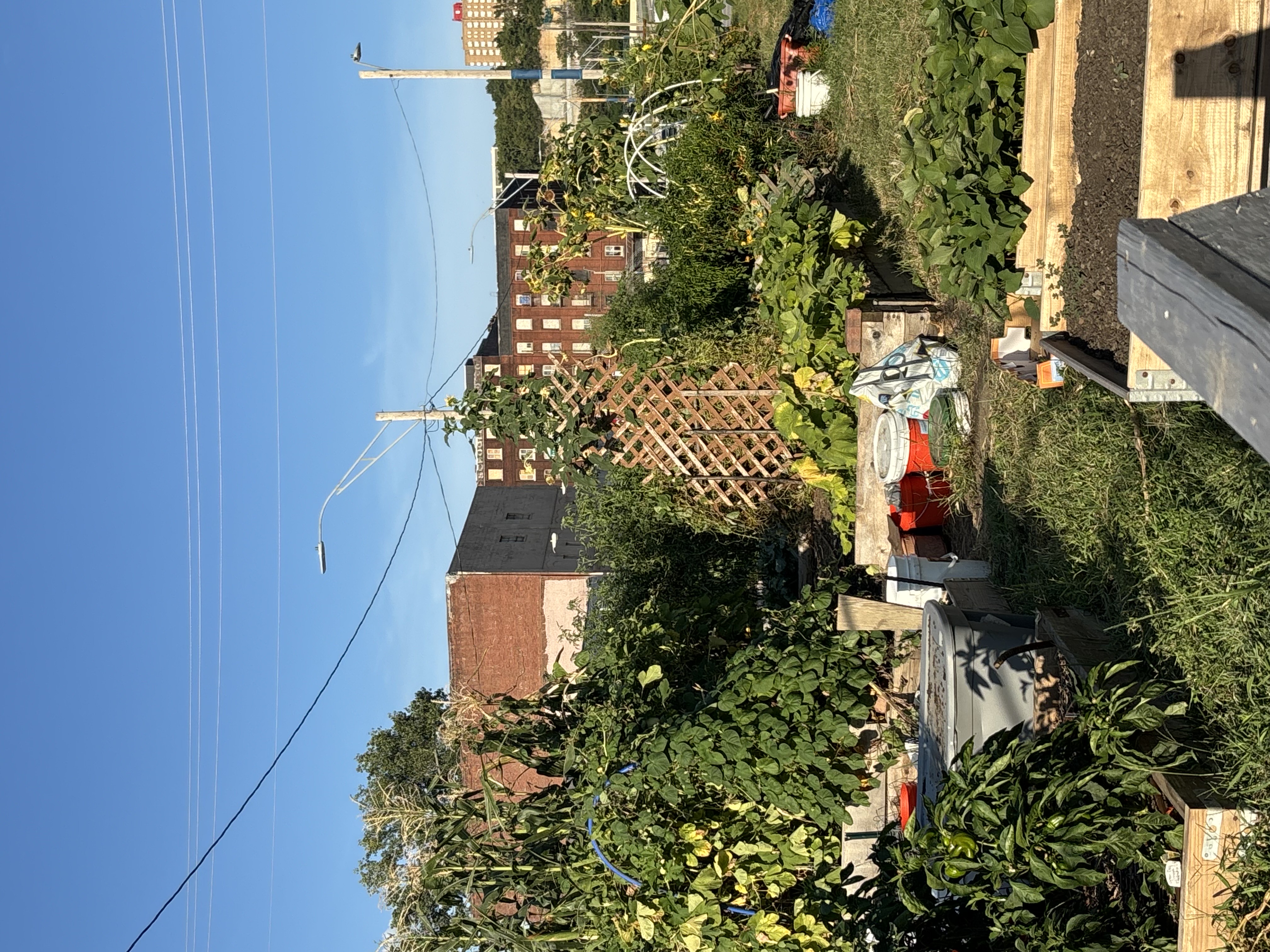 Current garden 1